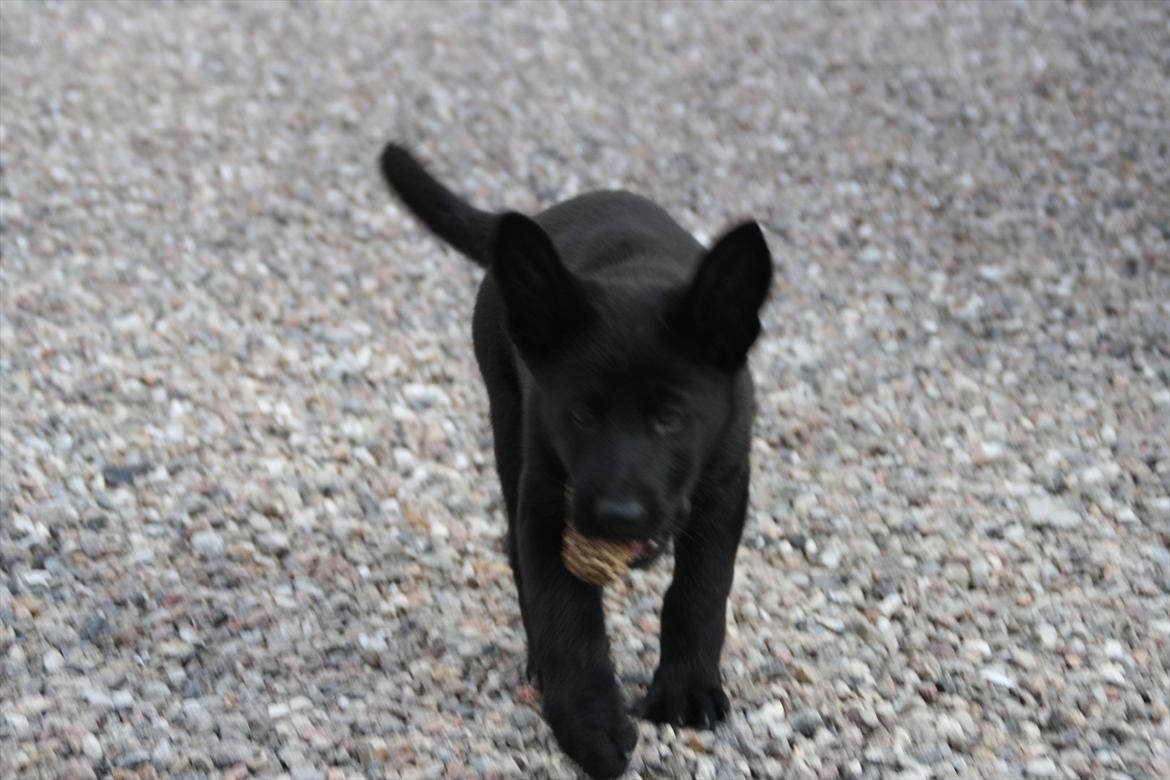 Schæferhund Team Kenzally Cesna - nu har jeg da bare grankoglen for mig selv billede 4