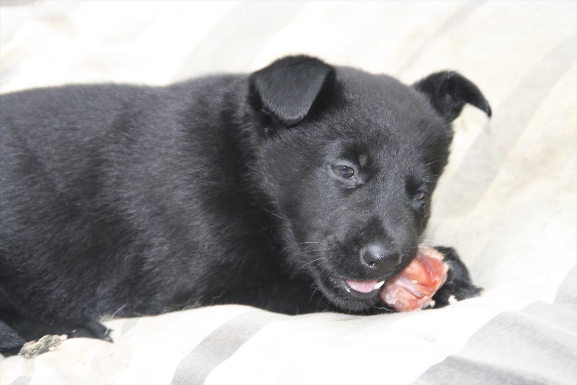 Schæferhund Team Kenzally Cesna - Mit aller første kødben, og det smager bare rigtig godt billede 5
