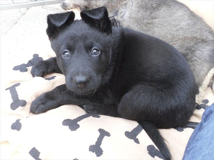 Schæferhund Team Kenzally Cesna - Lille Cesna på 5 uger billede 6