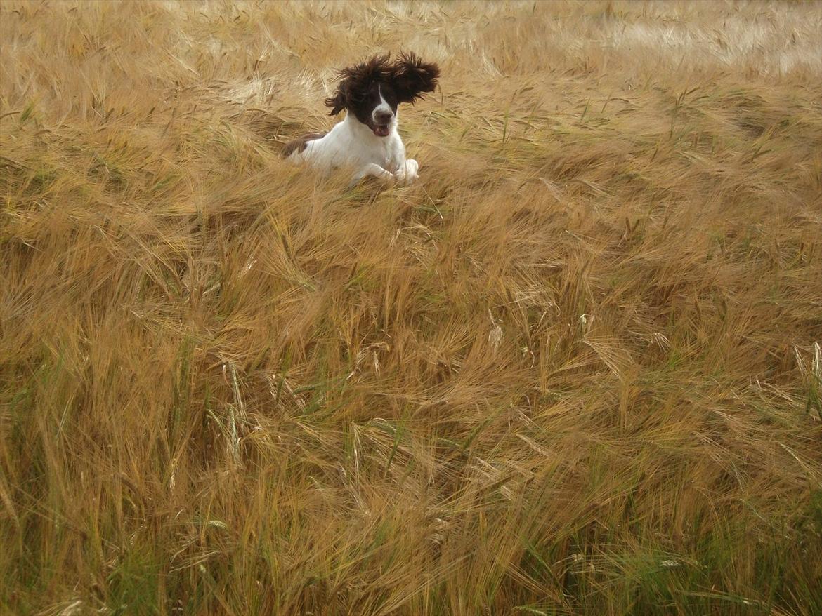 Field Trial spaniel Kissy billede 15