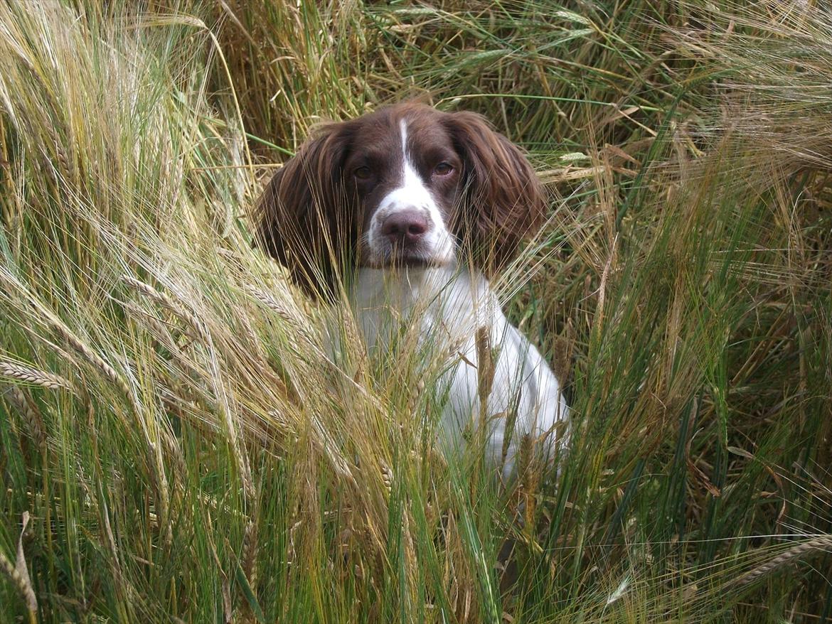 Field Trial spaniel Kissy billede 16