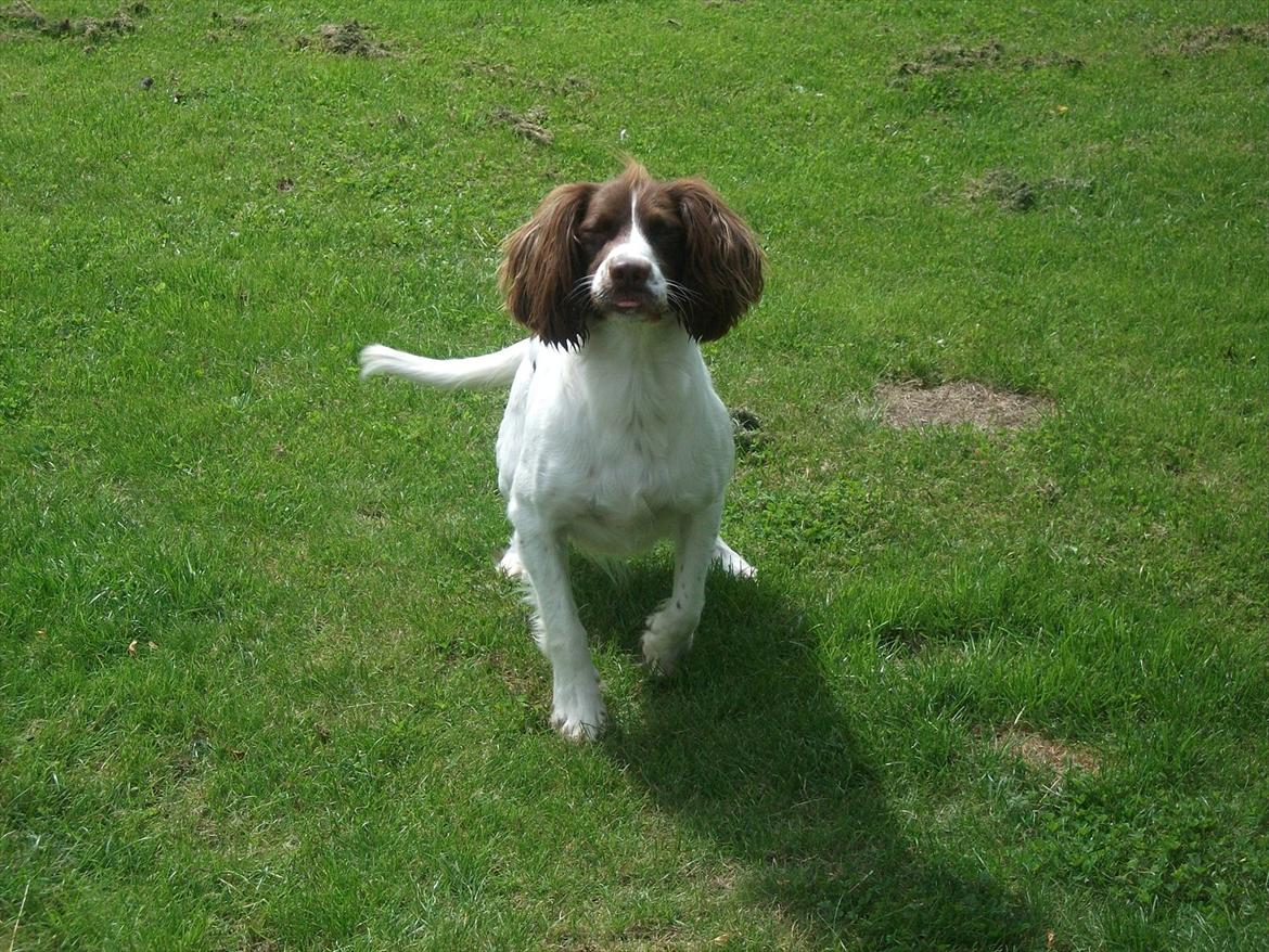Field Trial spaniel Kissy billede 17