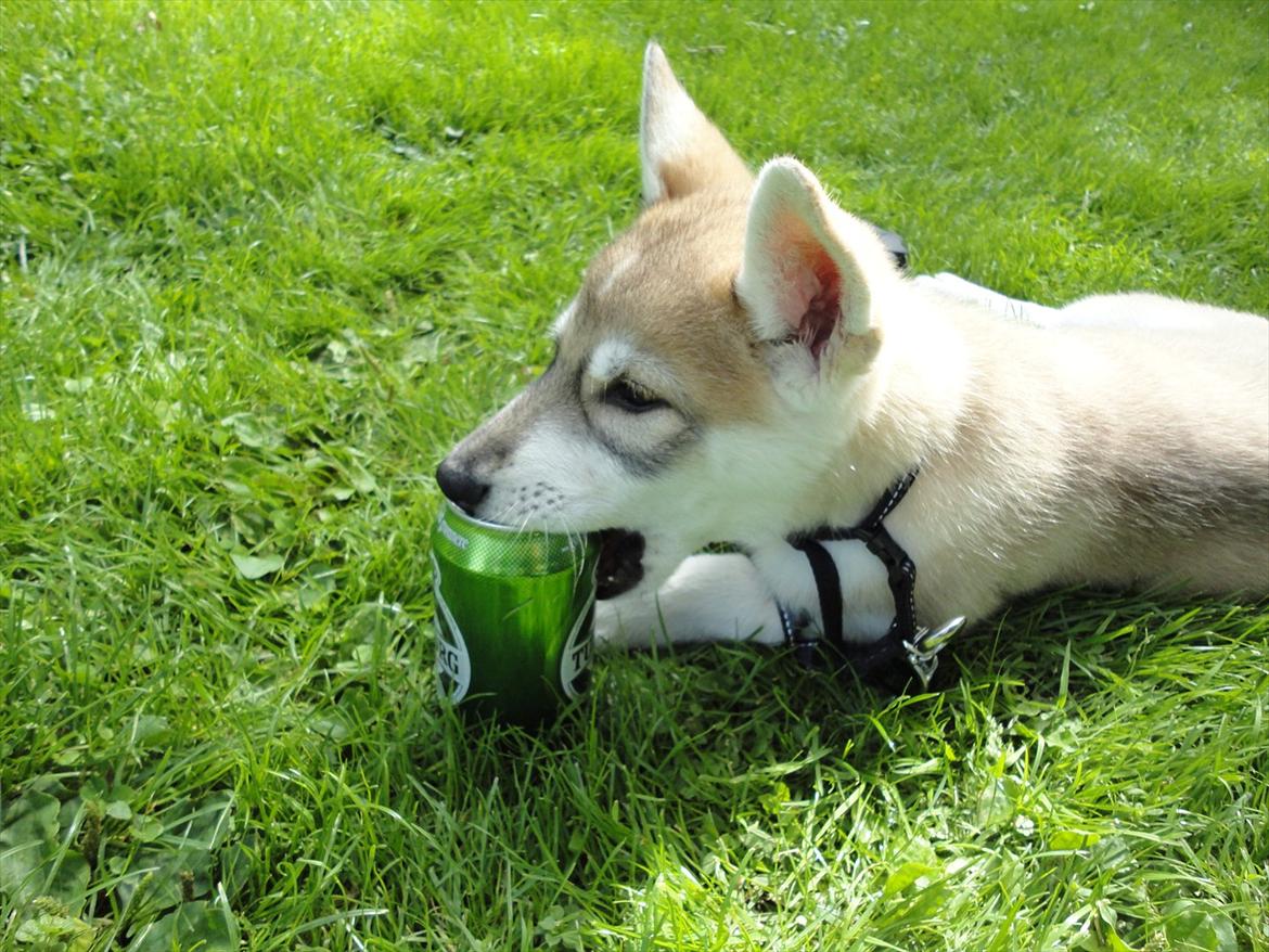 Tamaskan Dog Indiana - "Matsi" - 9 uger billede 7