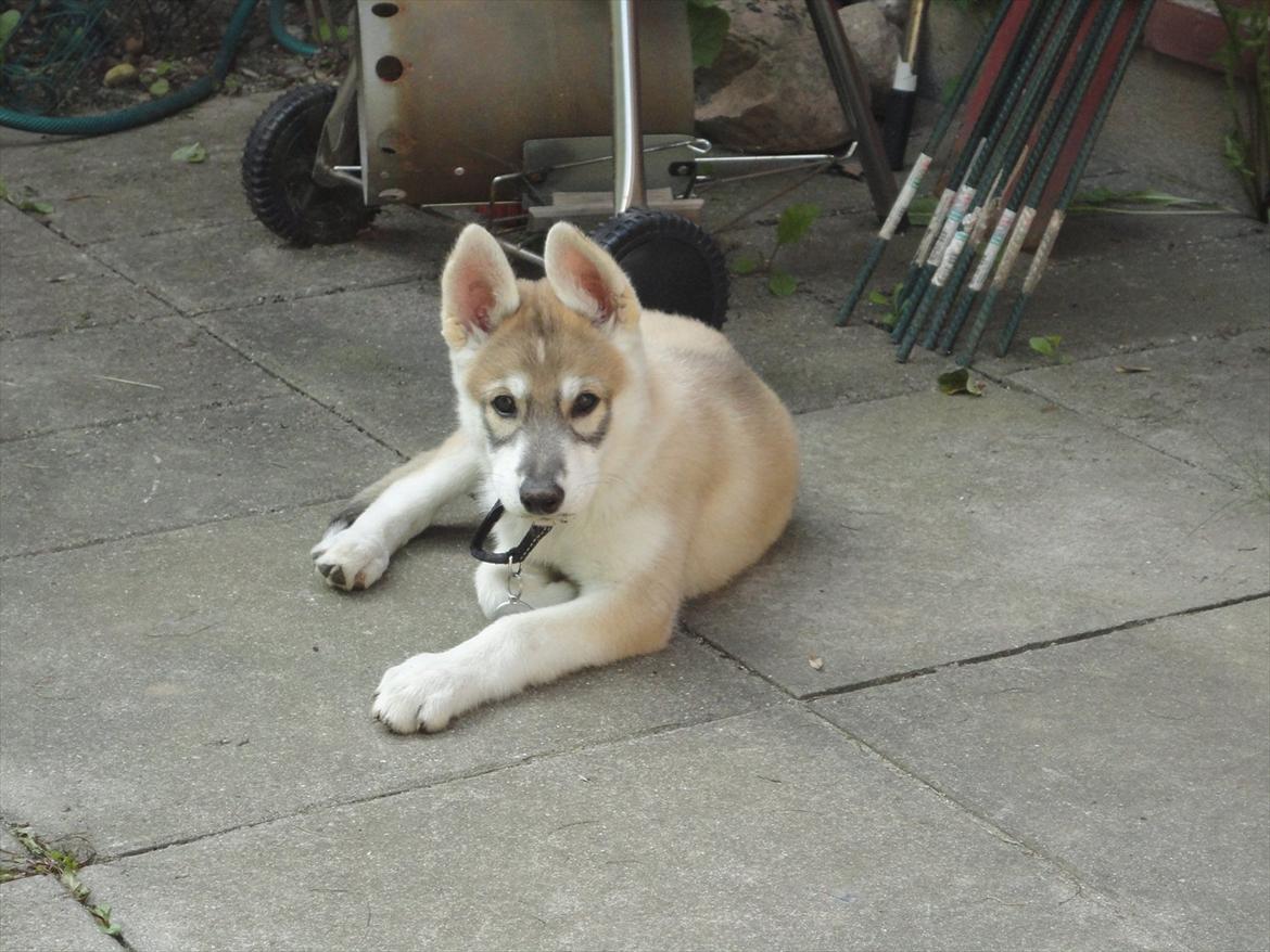 Tamaskan Dog Indiana - "Matsi" - 9 uger billede 9