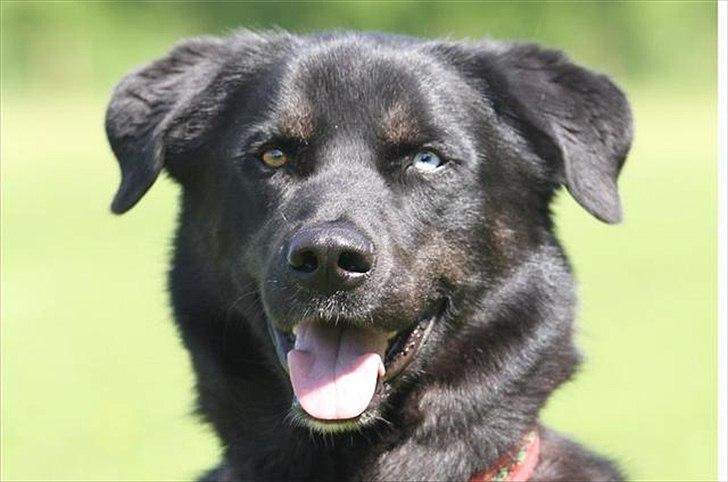 Blanding af racer Coda billede 1