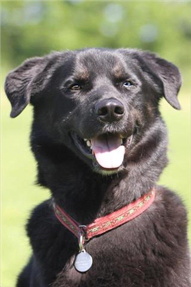 Blanding af racer Coda billede 2