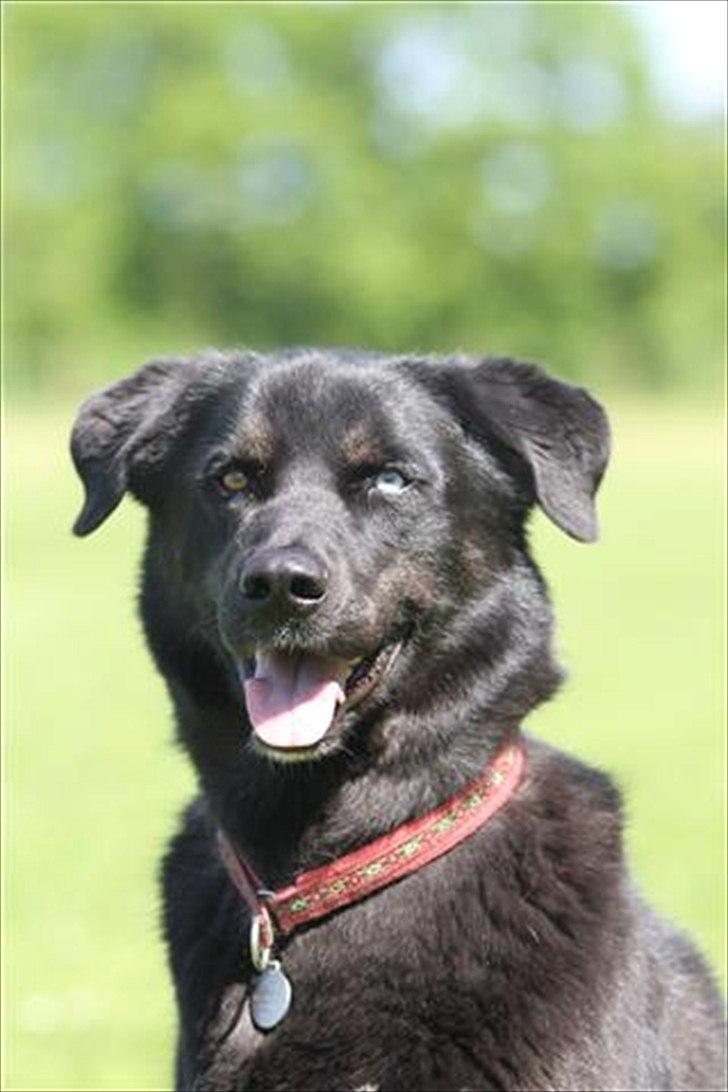 Blanding af racer Coda billede 3