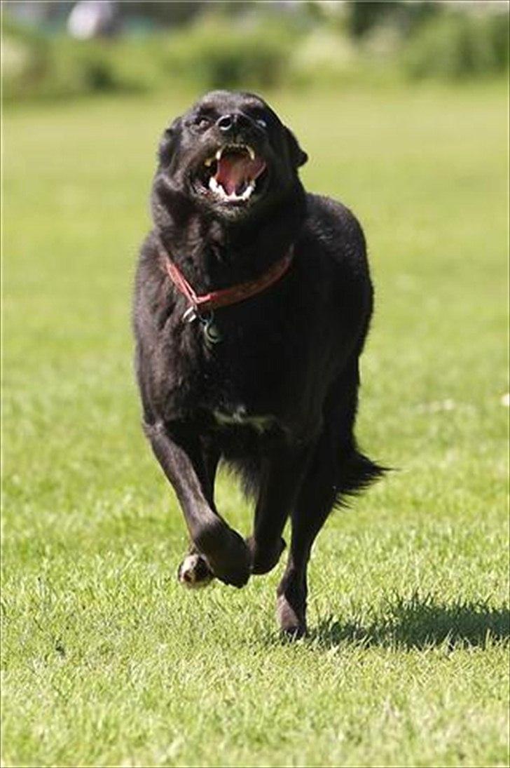 Blanding af racer Coda billede 4