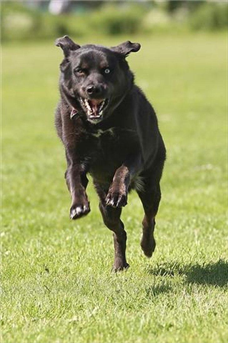 Blanding af racer Coda billede 5