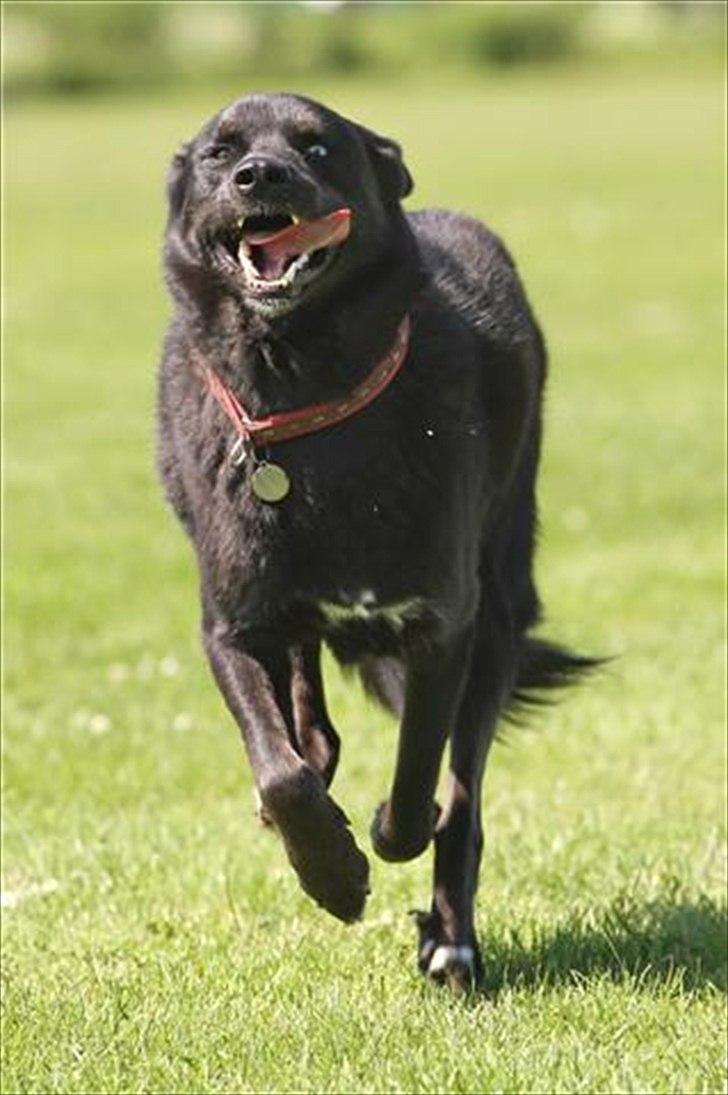 Blanding af racer Coda billede 6