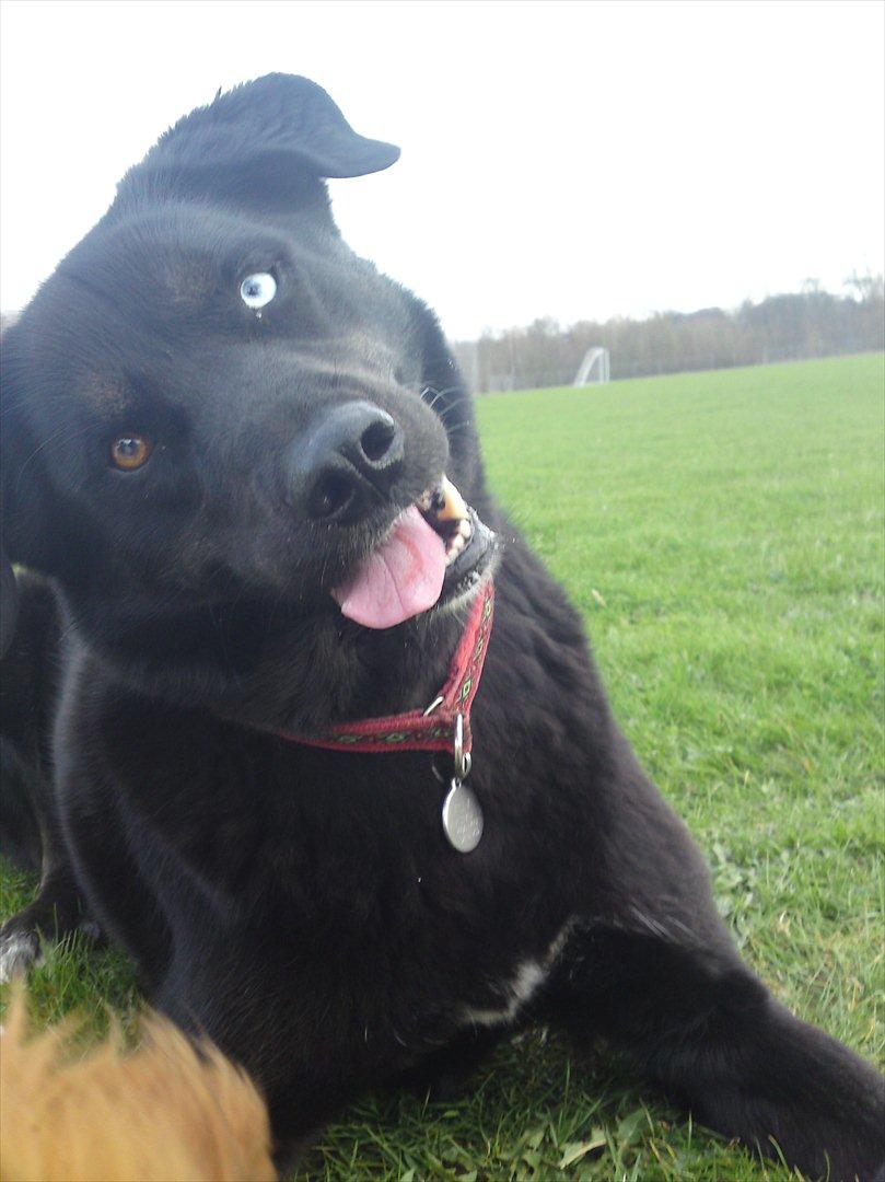 Blanding af racer Coda billede 7