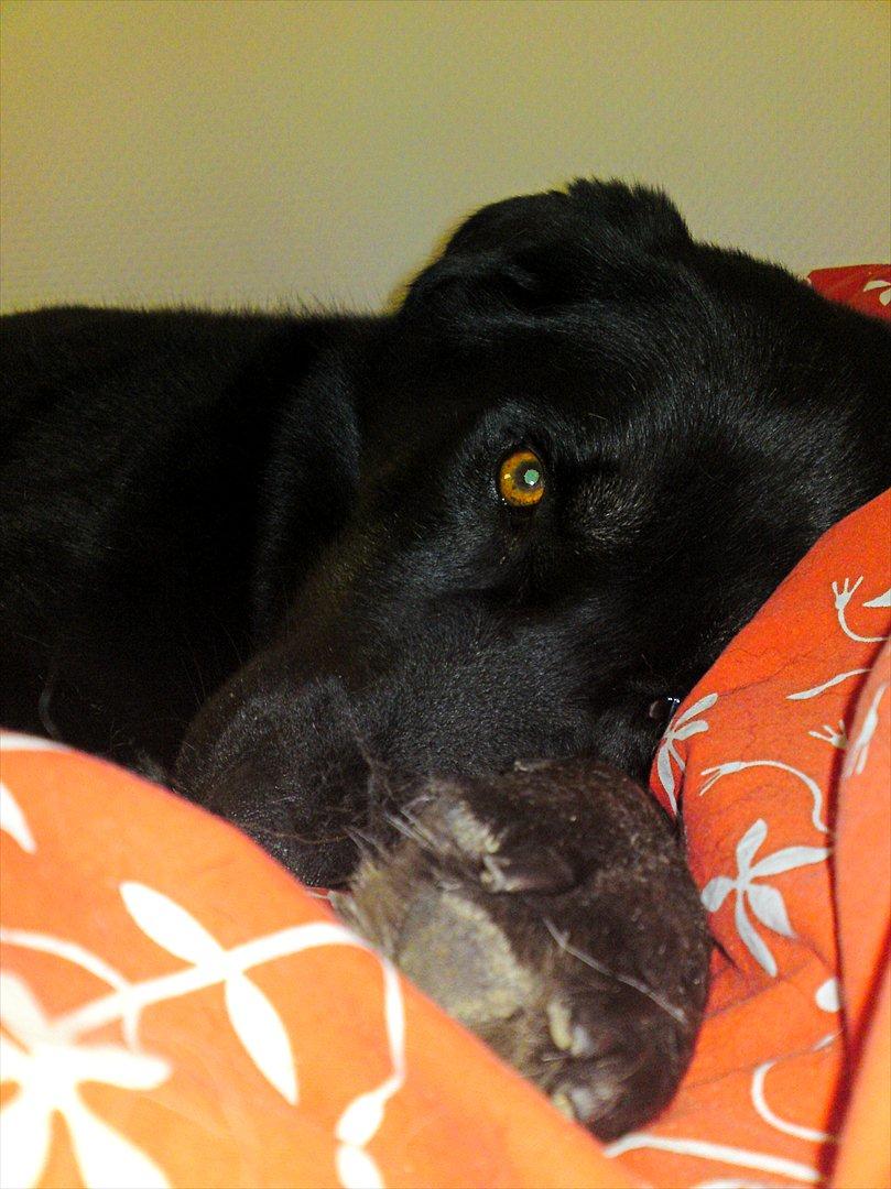 Blanding af racer Coda billede 8