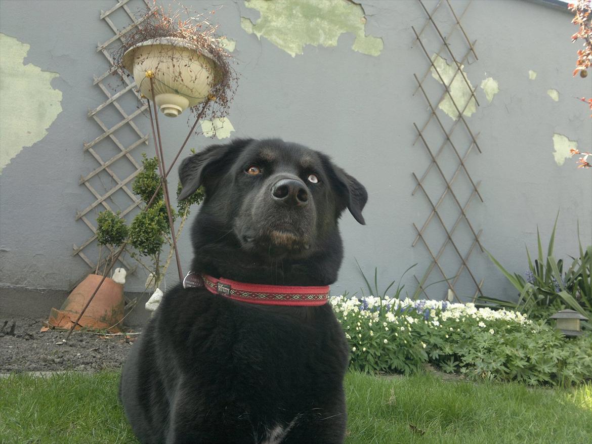 Blanding af racer Coda billede 9