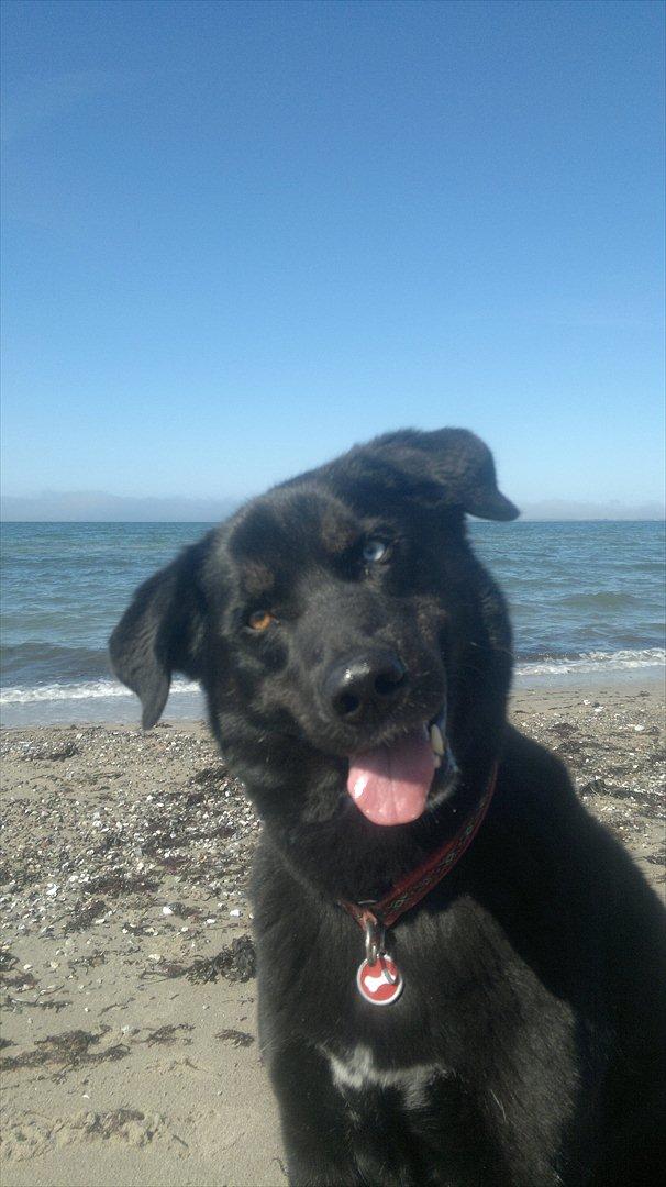 Blanding af racer Coda billede 10