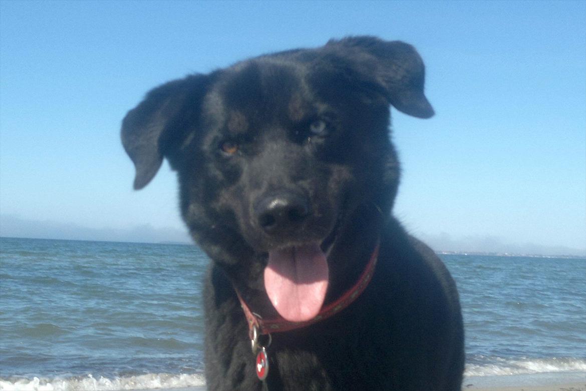 Blanding af racer Coda billede 11