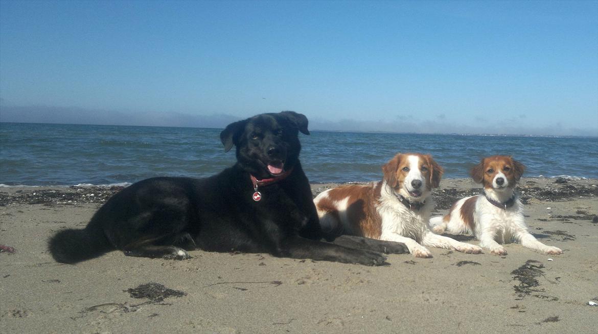 Blanding af racer Coda billede 12