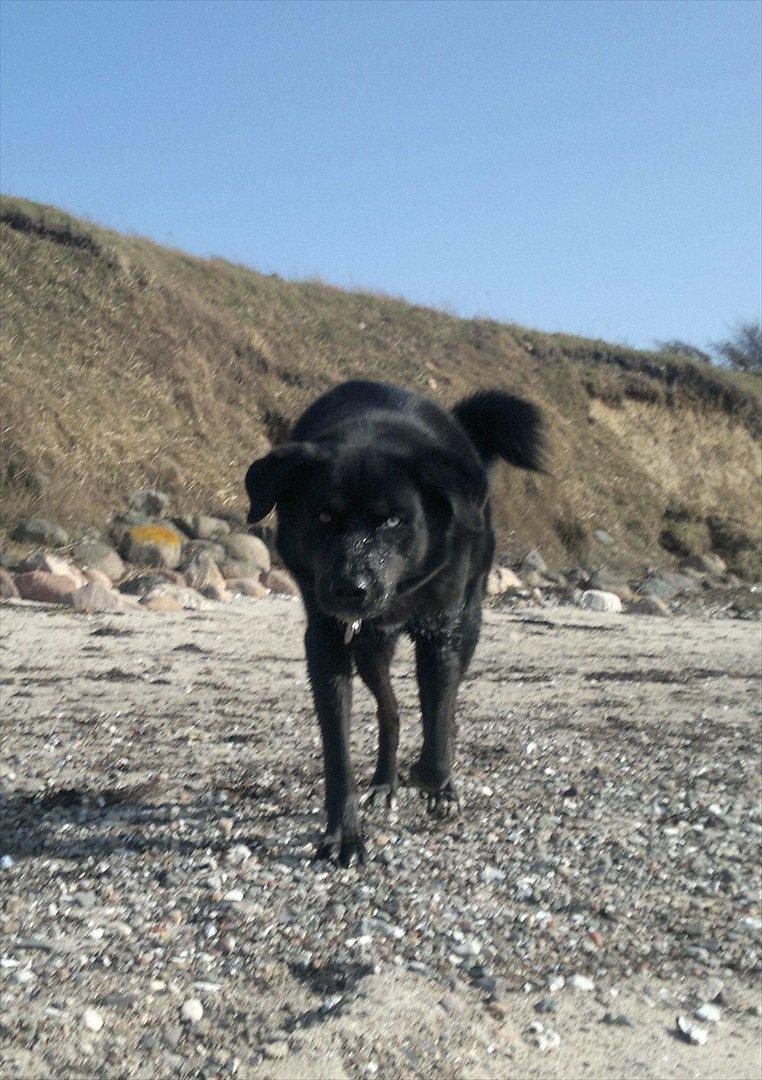 Blanding af racer Coda billede 13