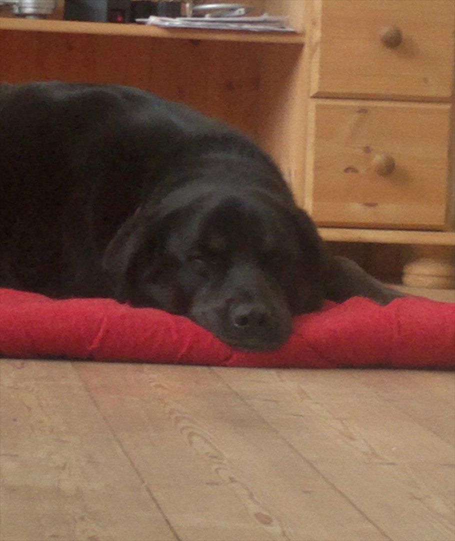 Blanding af racer Coda billede 14