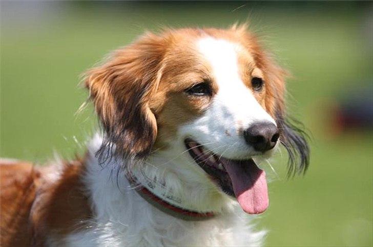 Kooikerhondje Mirko (Vitovani´s Bracco De Bel´tar) billede 1