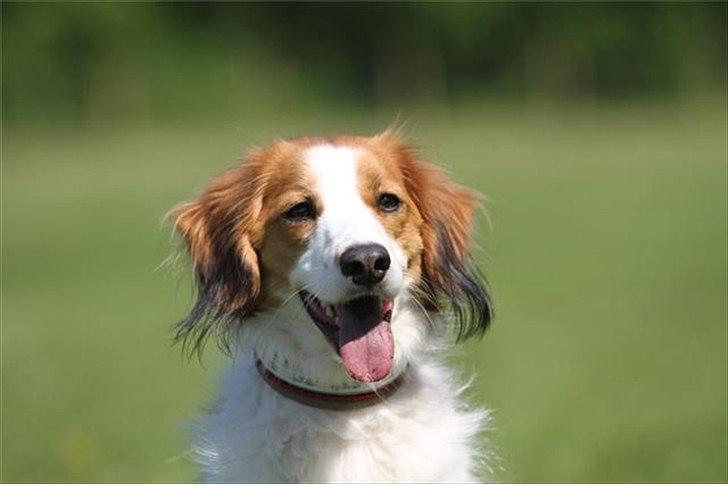 Kooikerhondje Mirko (Vitovani´s Bracco De Bel´tar) billede 2