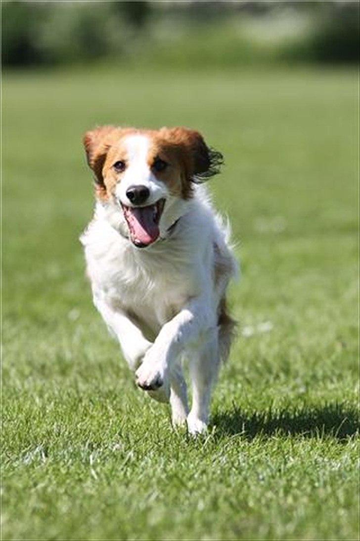 Kooikerhondje Mirko (Vitovani´s Bracco De Bel´tar) billede 3