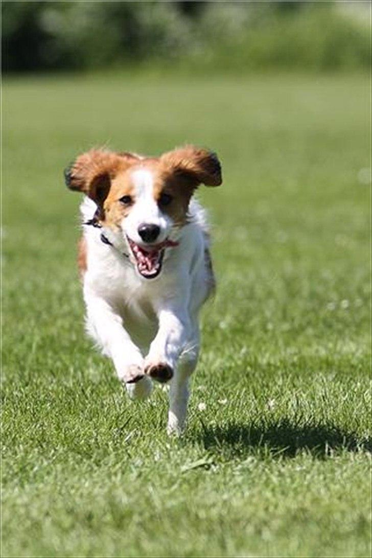 Kooikerhondje Mirko (Vitovani´s Bracco De Bel´tar) billede 4