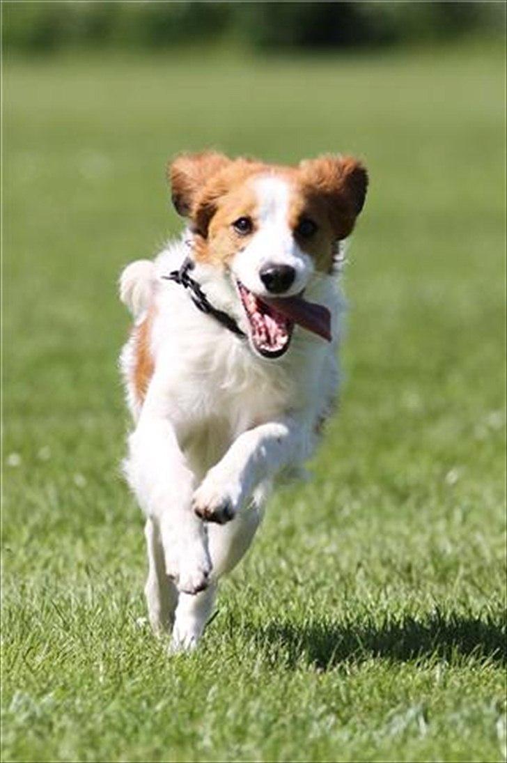 Kooikerhondje Mirko (Vitovani´s Bracco De Bel´tar) billede 5