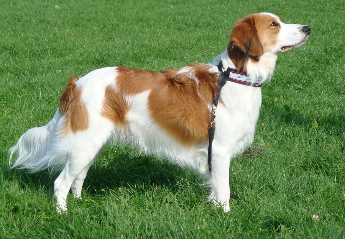 Kooikerhondje Mirko (Vitovani´s Bracco De Bel´tar) billede 6