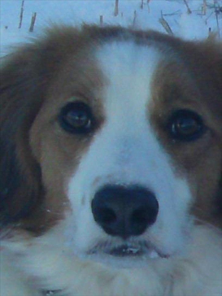 Kooikerhondje Mirko (Vitovani´s Bracco De Bel´tar) billede 7