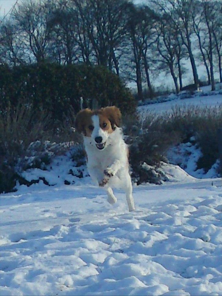 Kooikerhondje Mirko (Vitovani´s Bracco De Bel´tar) billede 8