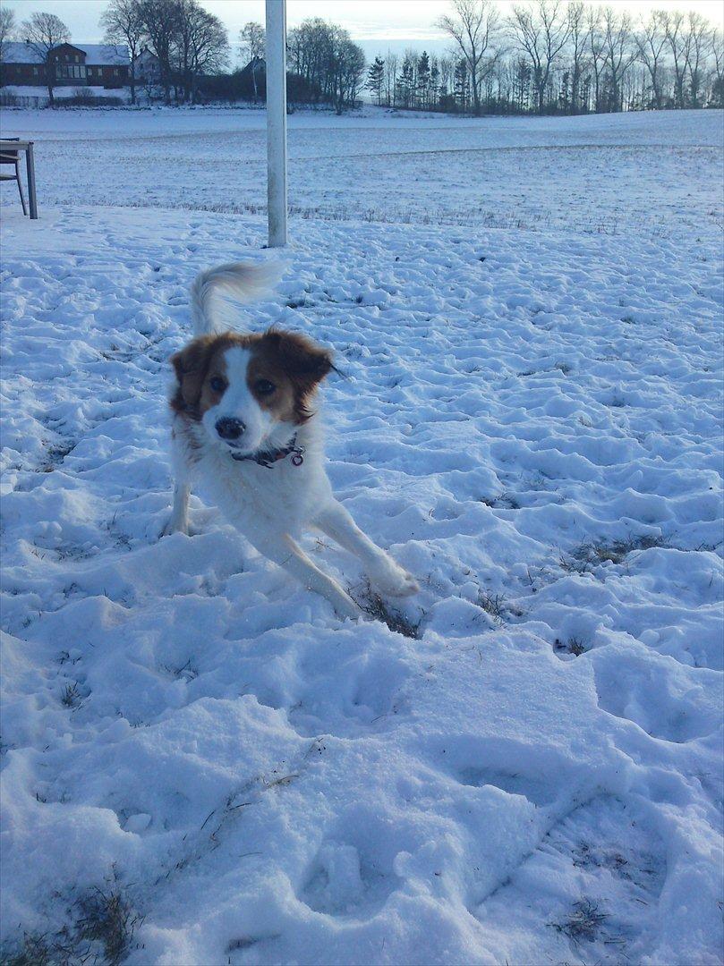 Kooikerhondje Mirko (Vitovani´s Bracco De Bel´tar) billede 9