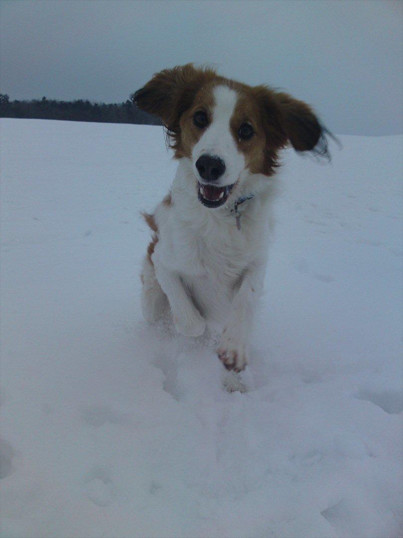 Kooikerhondje Mirko (Vitovani´s Bracco De Bel´tar) billede 10