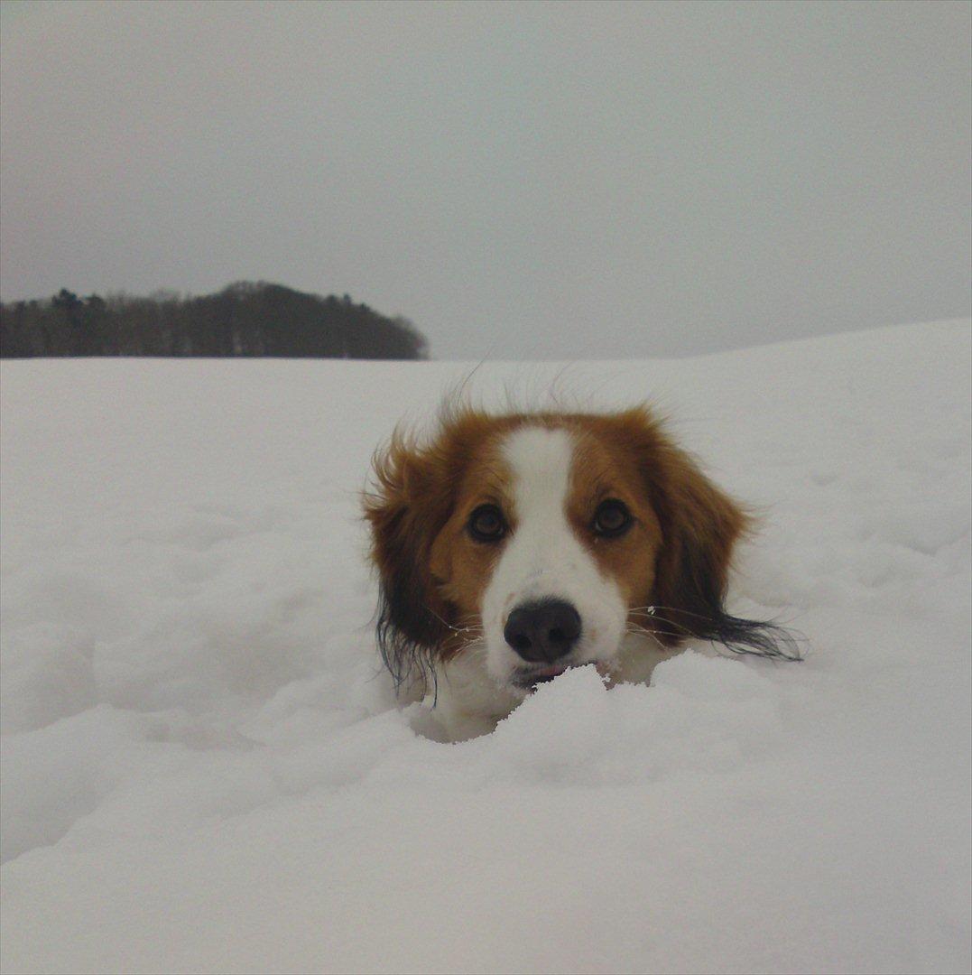 Kooikerhondje Mirko (Vitovani´s Bracco De Bel´tar) billede 11