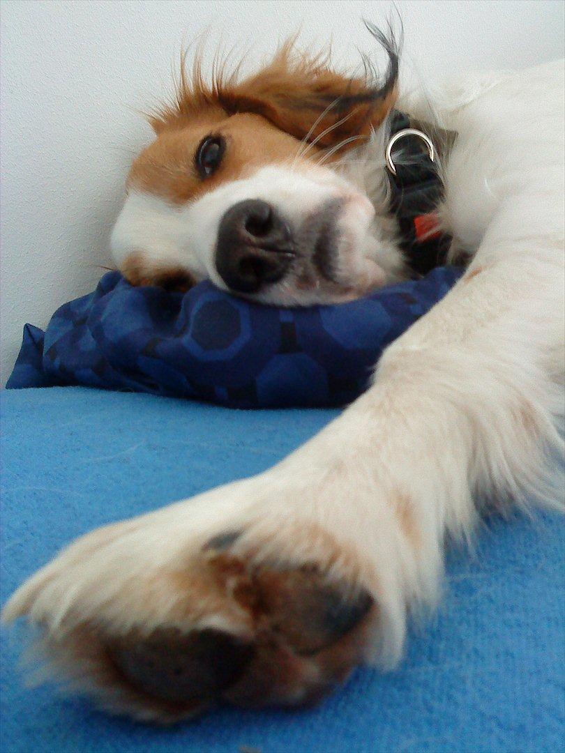 Kooikerhondje Mirko (Vitovani´s Bracco De Bel´tar) billede 12