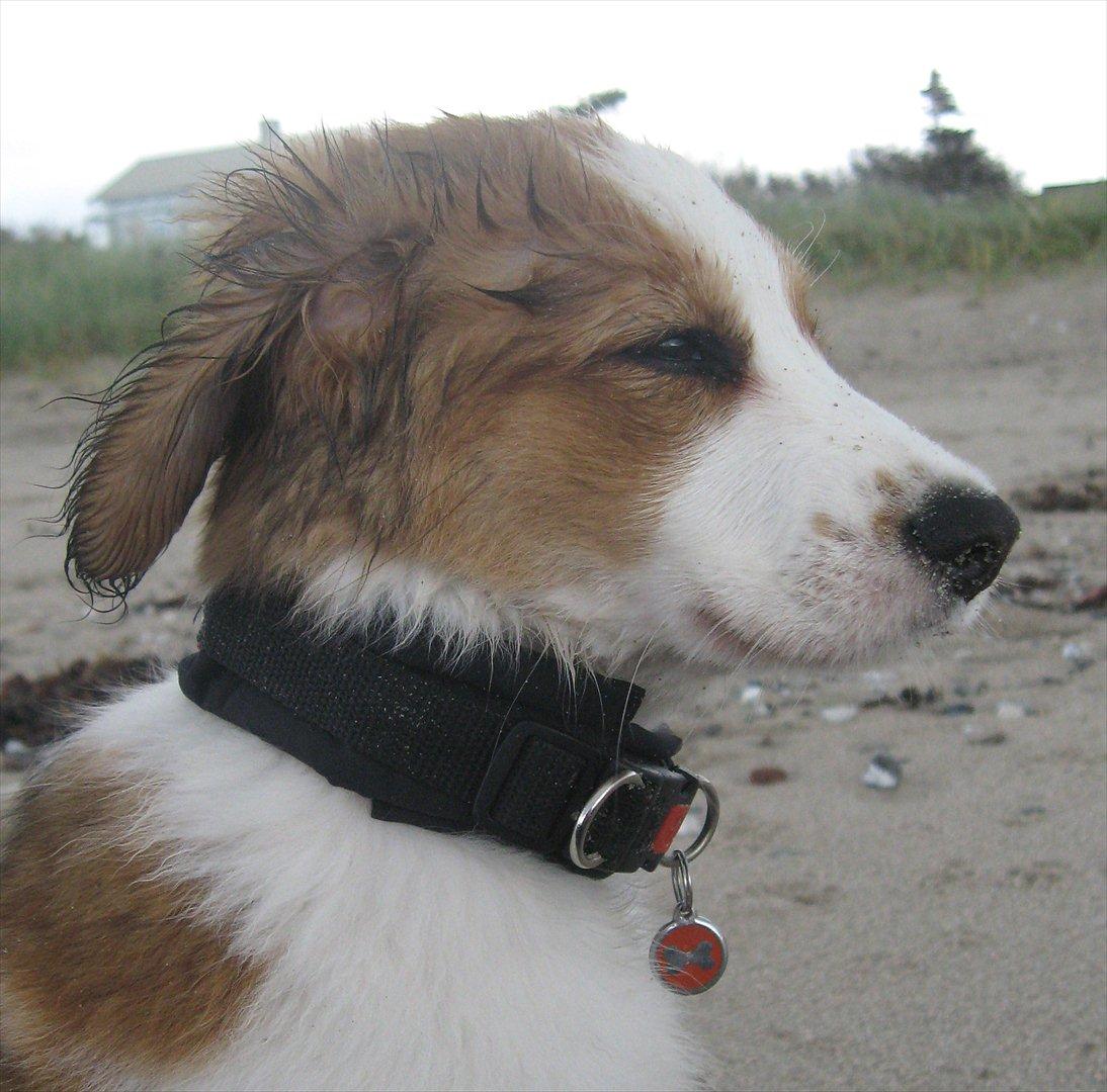 Kooikerhondje Mirko (Vitovani´s Bracco De Bel´tar) billede 13