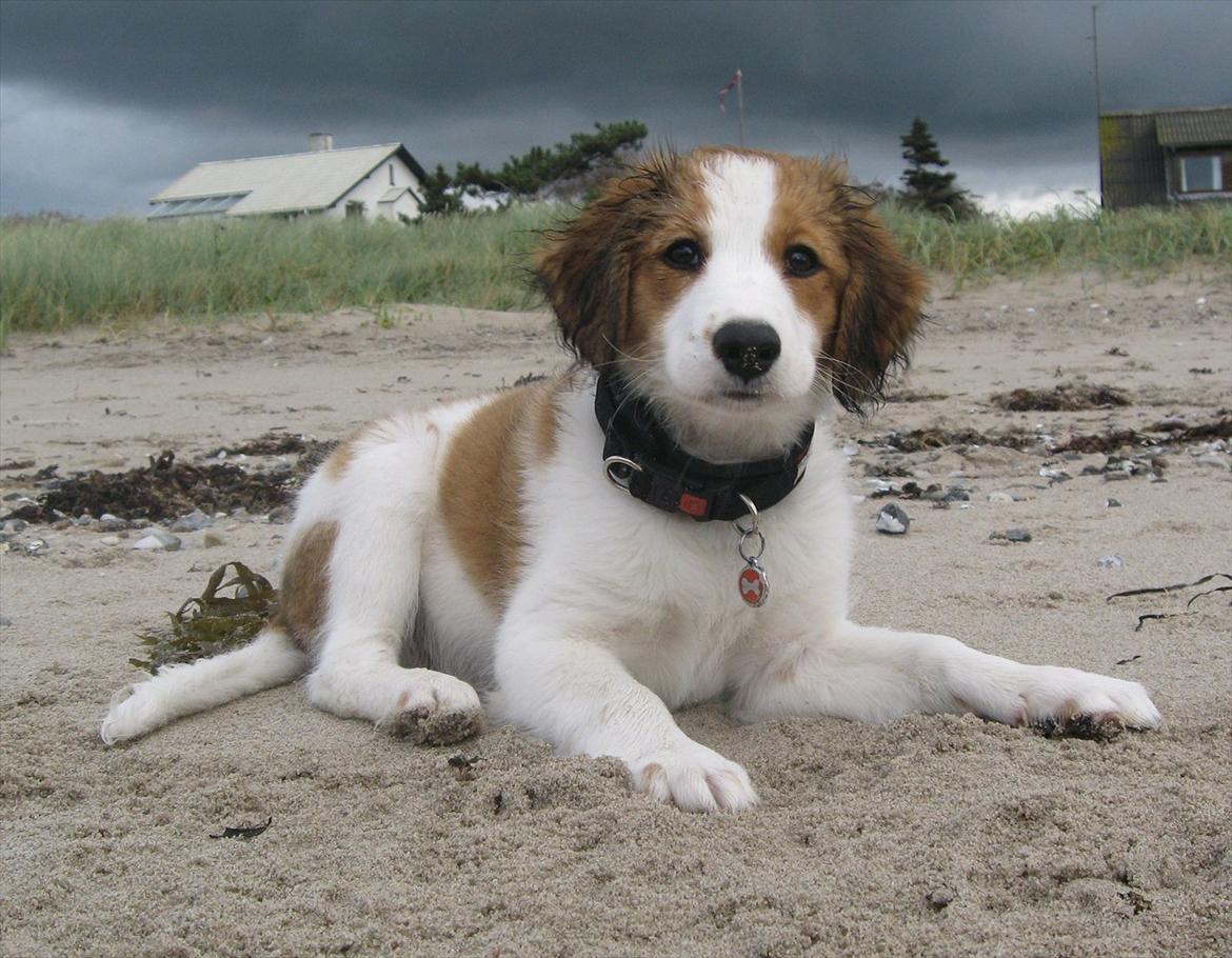 Kooikerhondje Mirko (Vitovani´s Bracco De Bel´tar) billede 14