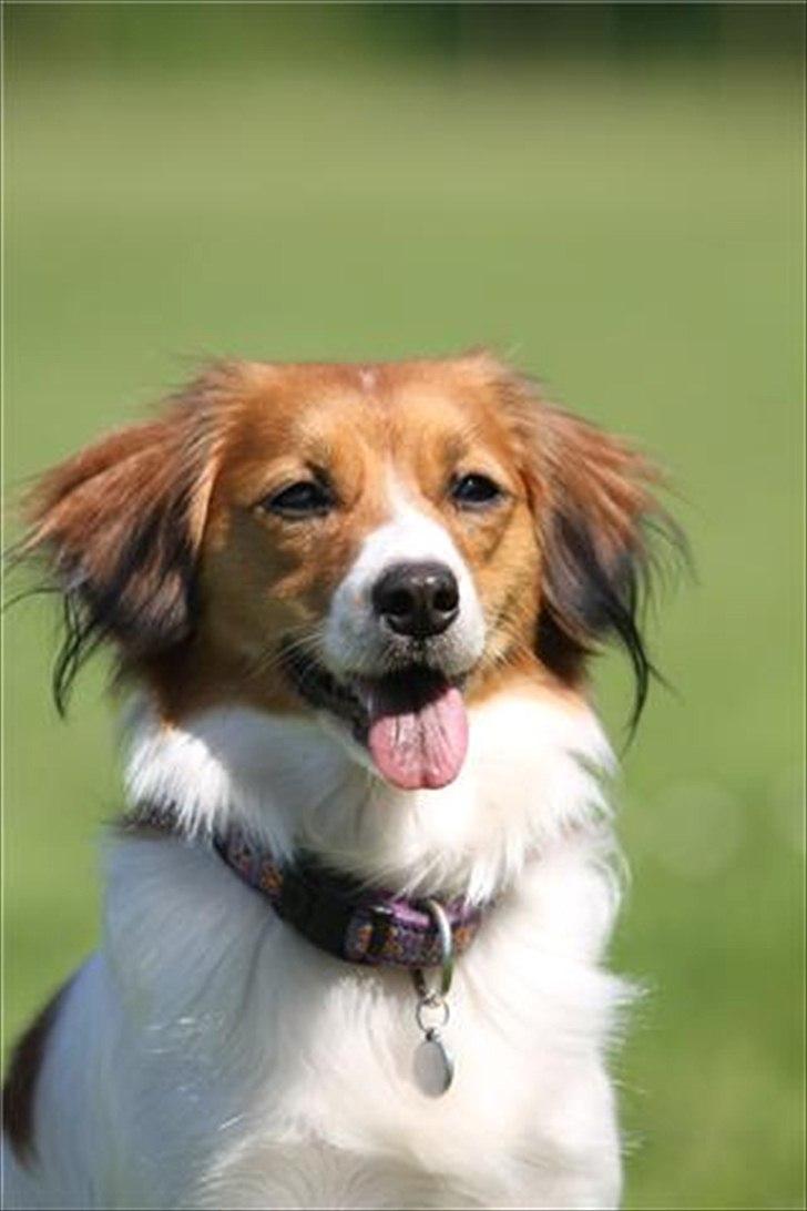 Kooikerhondje Cisla (Vitovani´s Canella De Belóx) billede 1