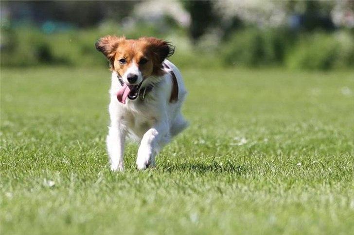 Kooikerhondje Cisla (Vitovani´s Canella De Belóx) billede 2