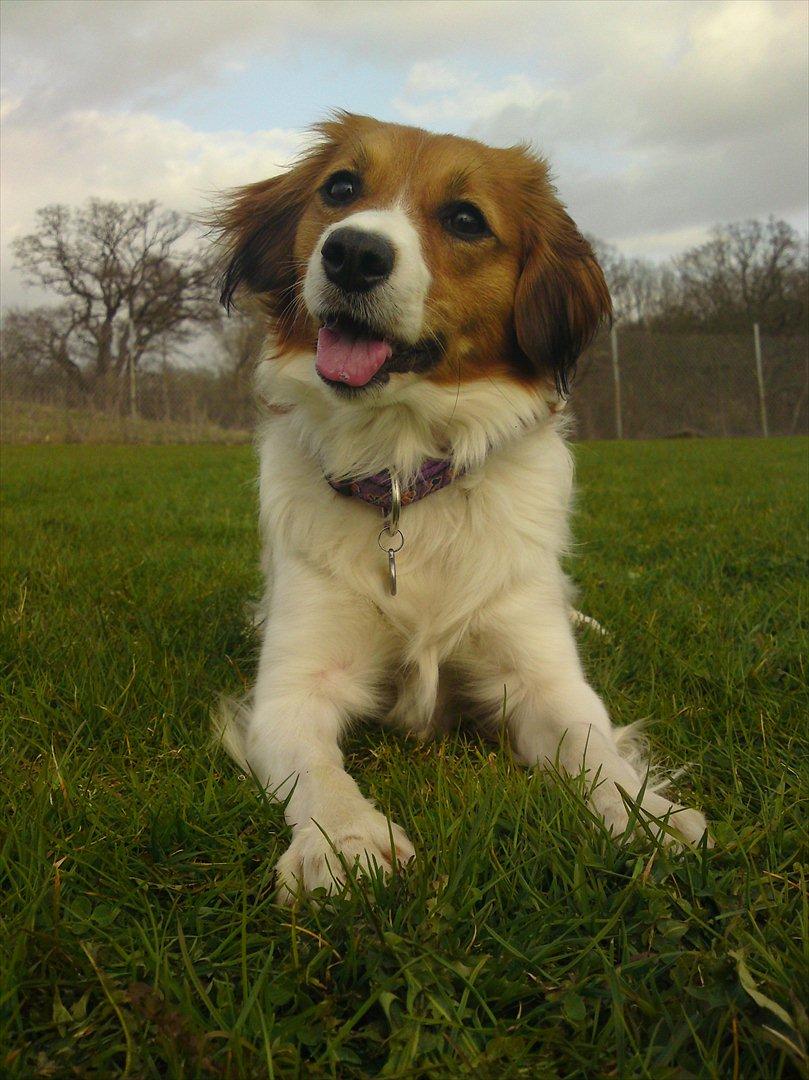 Kooikerhondje Cisla (Vitovani´s Canella De Belóx) billede 3
