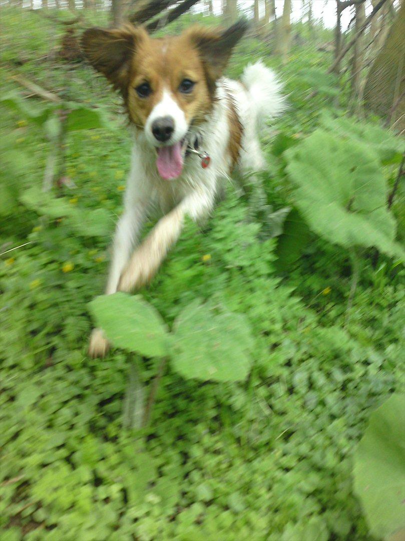 Kooikerhondje Cisla (Vitovani´s Canella De Belóx) billede 4