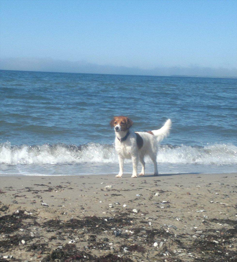 Kooikerhondje Cisla (Vitovani´s Canella De Belóx) billede 5