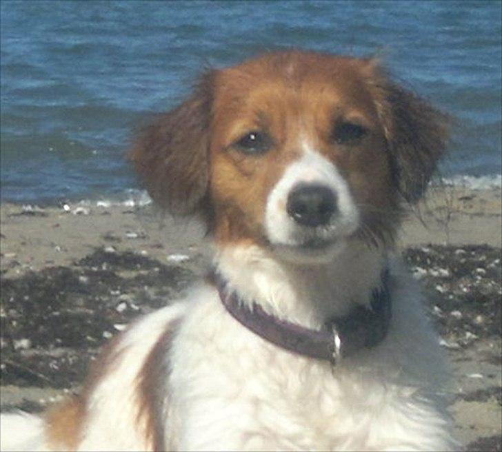 Kooikerhondje Cisla (Vitovani´s Canella De Belóx) billede 6