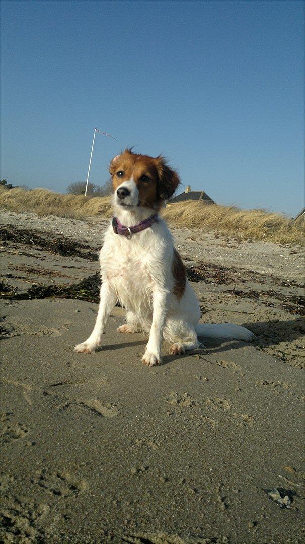 Kooikerhondje Cisla (Vitovani´s Canella De Belóx) billede 7