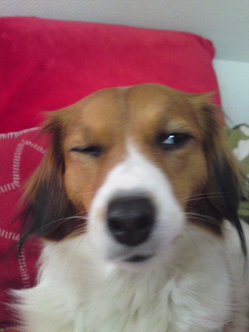 Kooikerhondje Cisla (Vitovani´s Canella De Belóx) billede 8