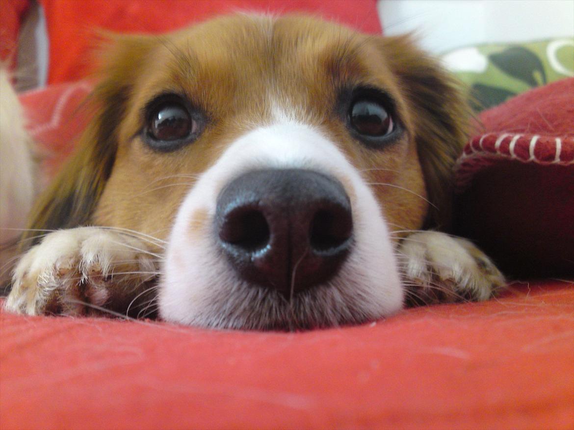 Kooikerhondje Cisla (Vitovani´s Canella De Belóx) billede 9