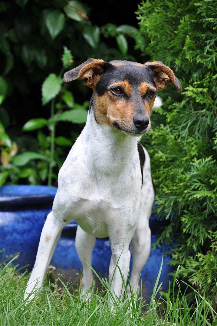 Dansk svensk gaardhund Björk<'3 - 17 # På besøg hos Lærke:) Foto: AFH 27.07.11 billede 17