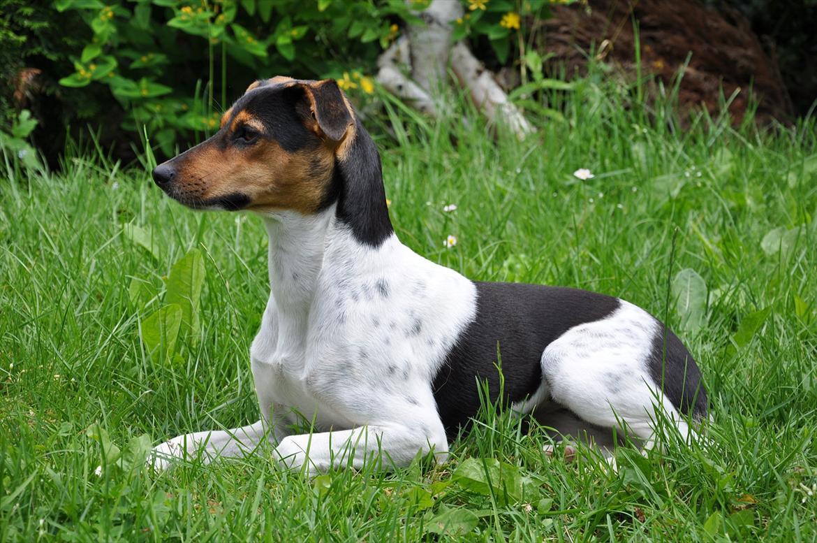 Dansk svensk gaardhund Björk<'3 - 5 # Holder godt øje med marsvinene... Det kunne jo være de kom ud af buret og ville lege;) Foto: AFH 27.07.11 billede 5