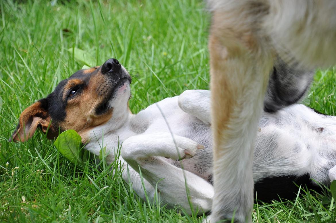 Dansk svensk gaardhund Björk<'3 - 11 # Det er altid godt at være på den sikre side og bare smide sig ned på ryggen. Så undgår man en slåskamp:) Foto: AFH 27.07.11 billede 11
