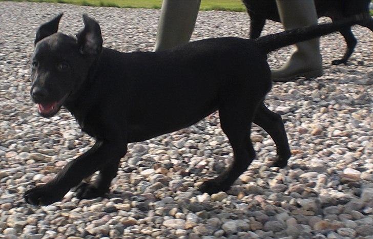 Labrador retriever Dolly - Når man løber med mor, så stritter ørerne lidt ;) billede 5