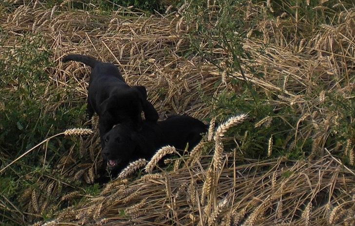 Labrador retriever Dolly - Dollie der lige viser en af sine brødre hvem det er der bestemmer :P billede 10